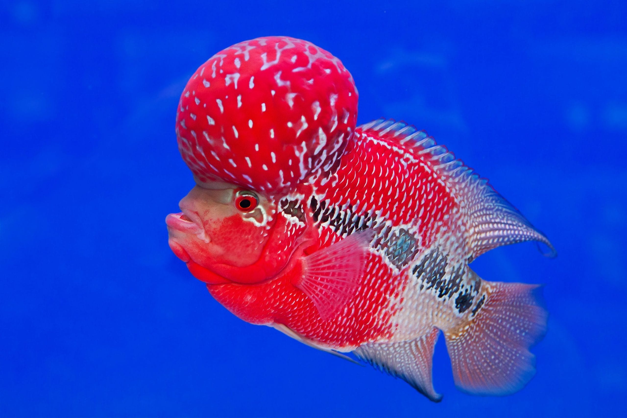 flower horn fish
