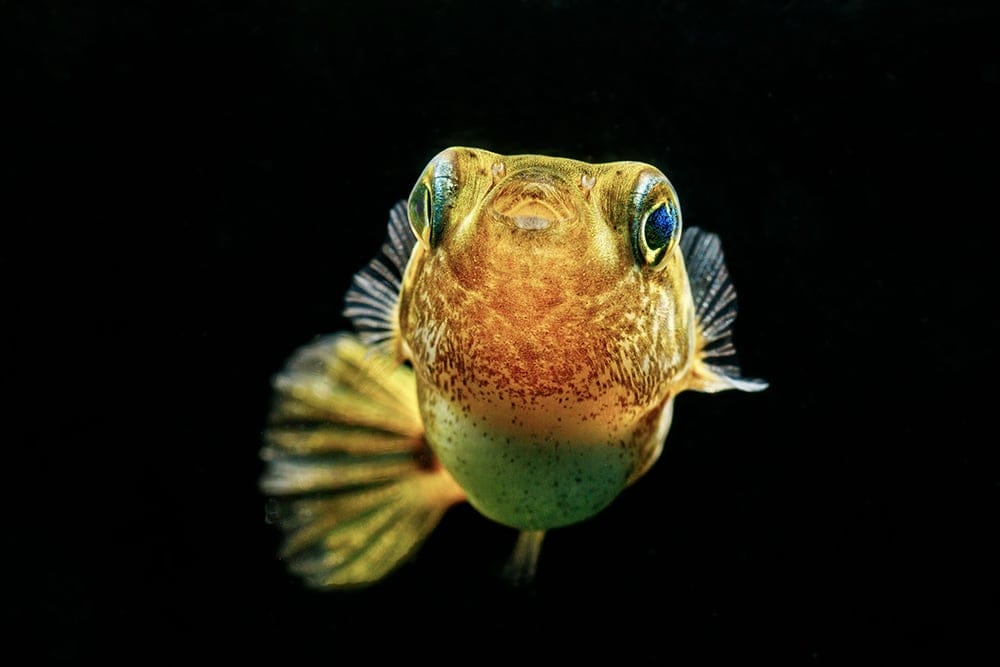 Dwarf Pea Puffer fish
