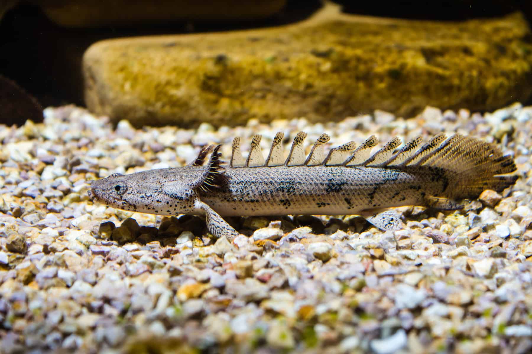 bichir fish