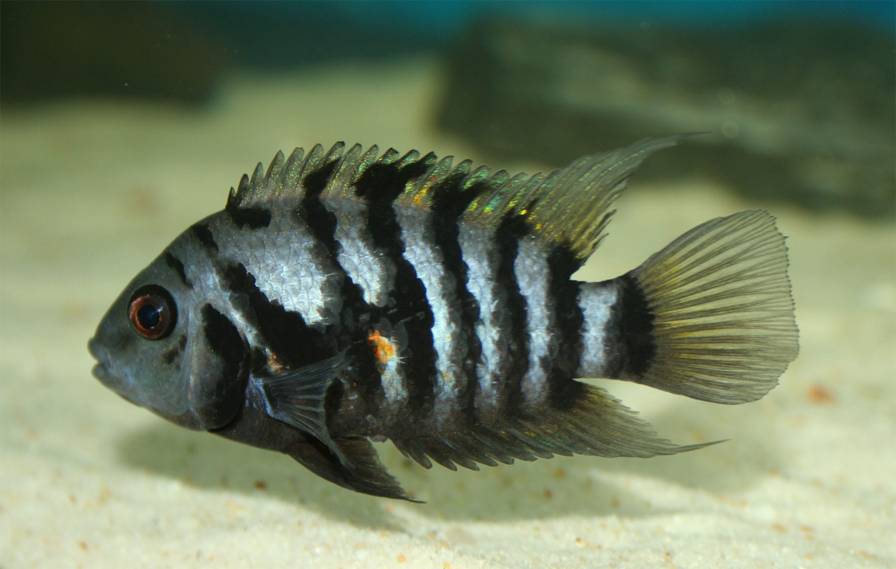 Convict Cichlid fish