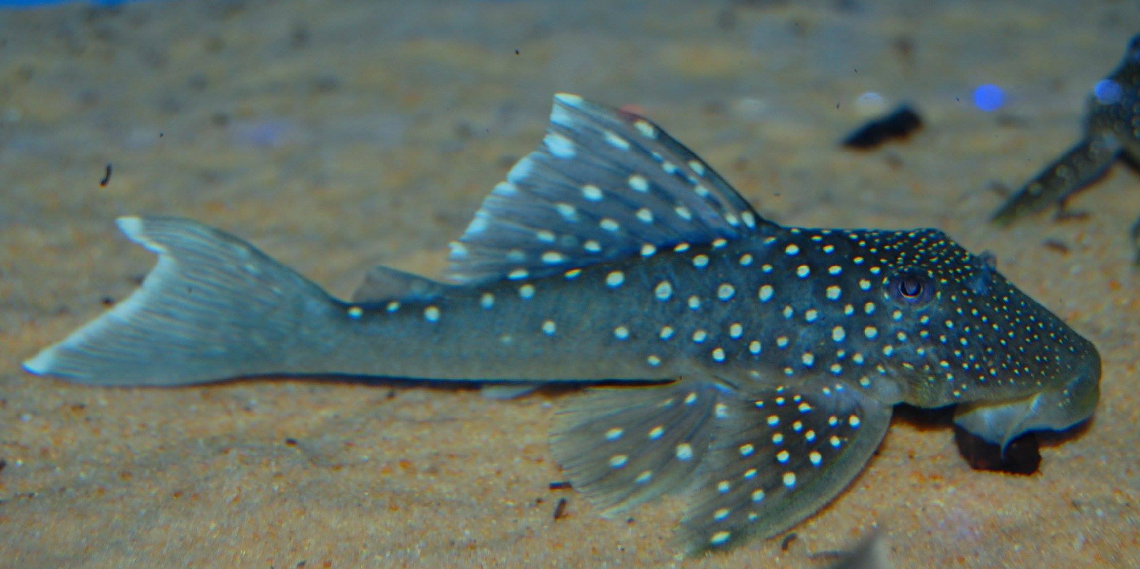 understanding blue phantom pleco