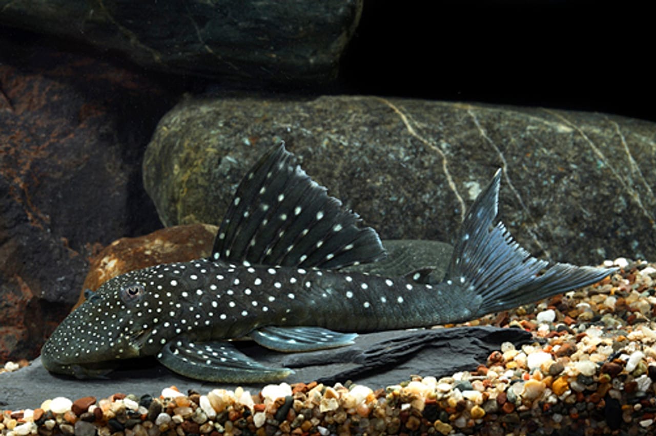 setting blue common pleco environment