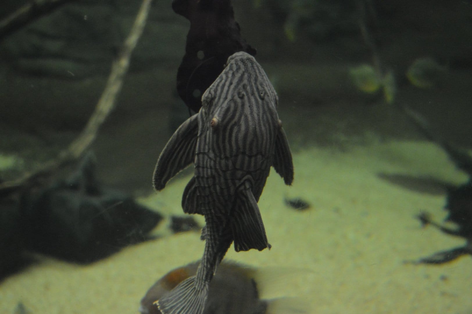 panaque nigrolineatur habitat