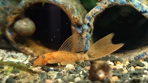 bristlenose pleco common health issue