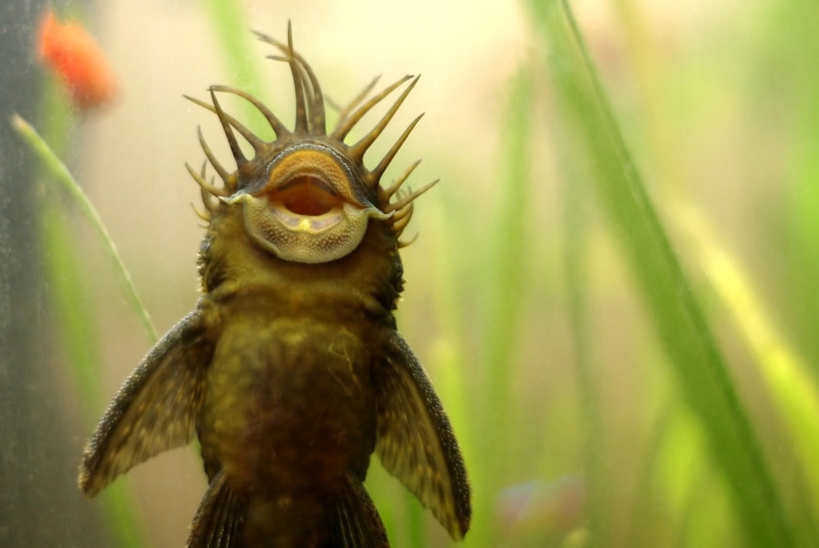 understanding bristlenose pleco