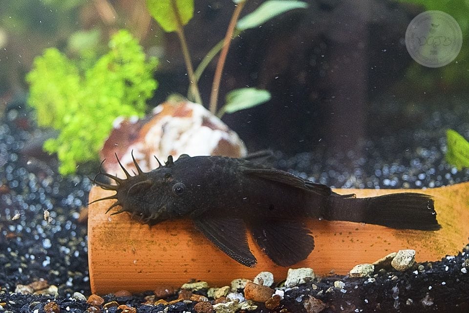 preparing bristlenose pleco