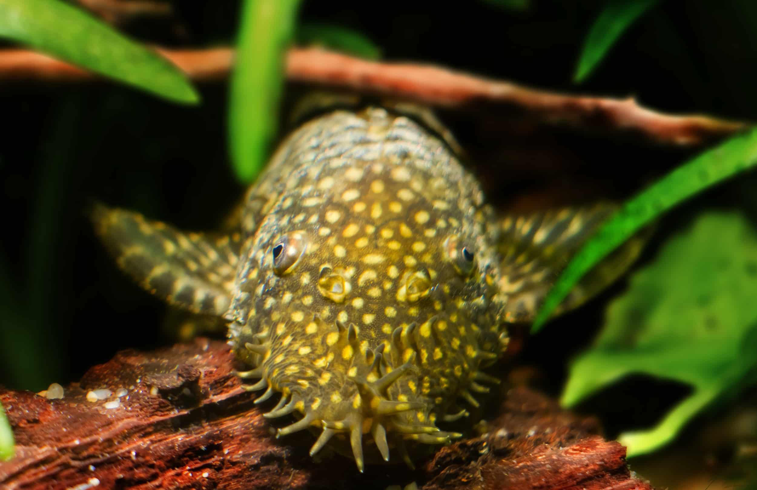 bristlenose pleco faq
