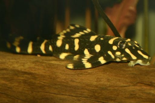 butterfly pleco health