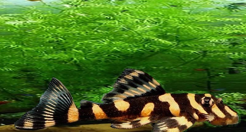 butterfly pleco behavioral insights