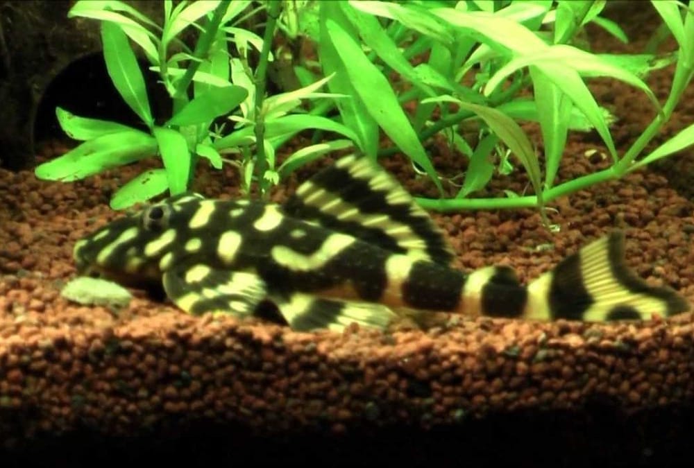 understanding butterfly pleco