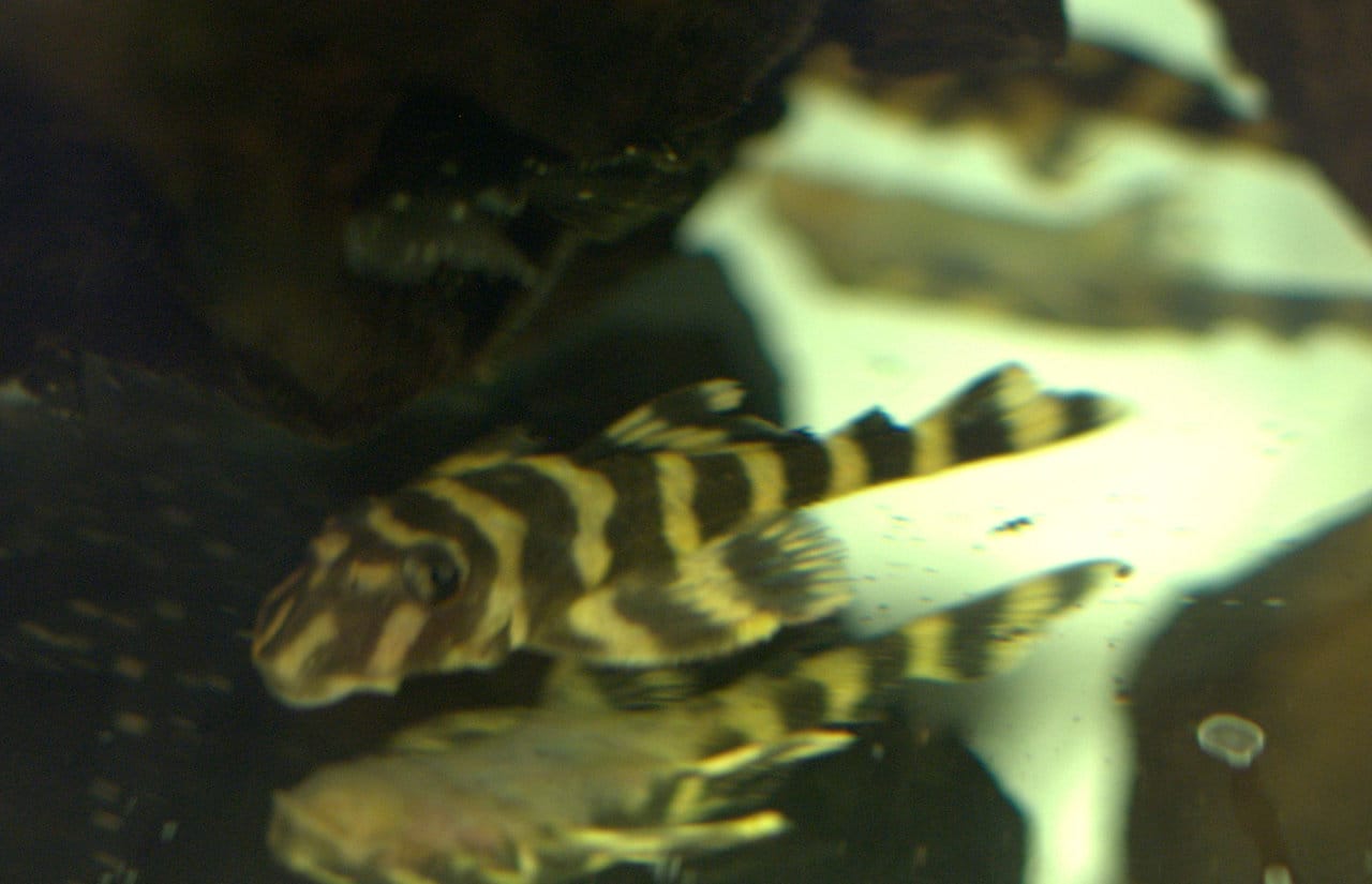butterfly pleco diet