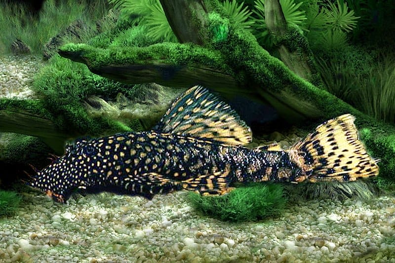 Understanding Ancistrus Cirrhous