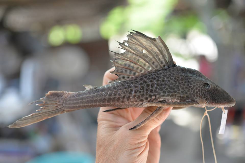 Cochliodon Pleco behavioral traits