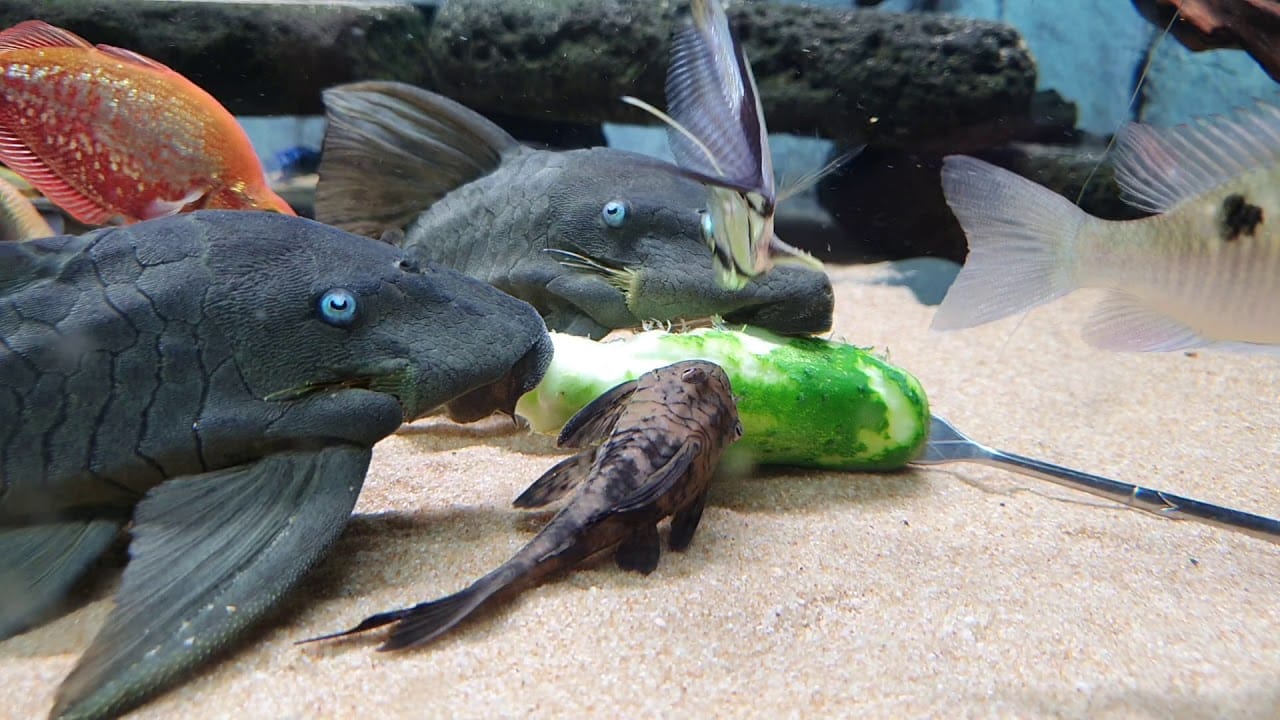 Breeding Cochliodon Pleco