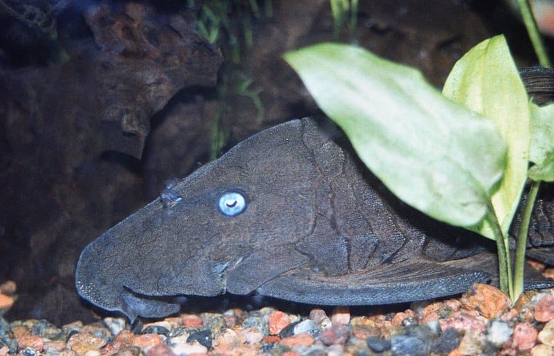 Cochliodon Pleco conclusion
