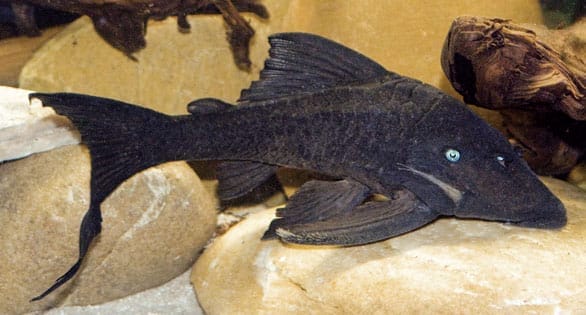 Understanding Cochliodon Pleco