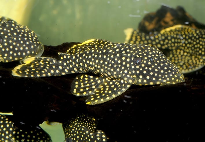 Understanding Baryancistrus Xanthellus