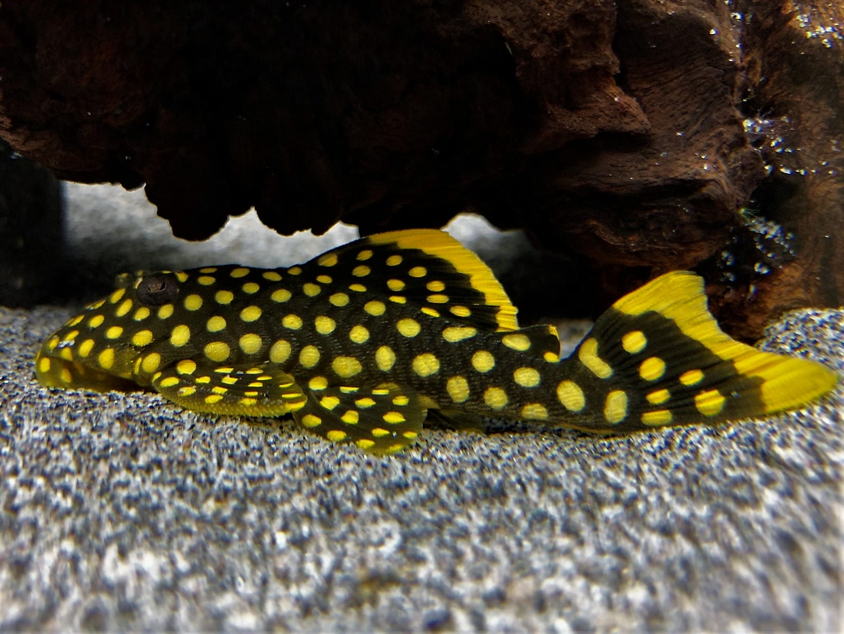 Baryancistrus Xanthellus natural habitat