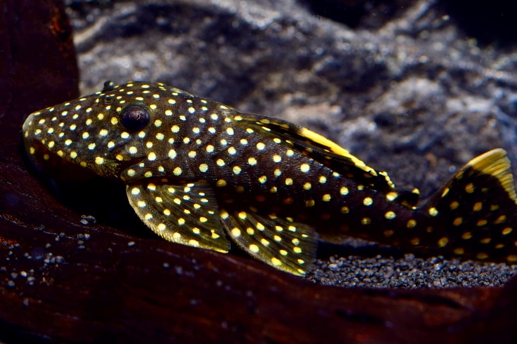 Baryancistrus Xanthellus diet