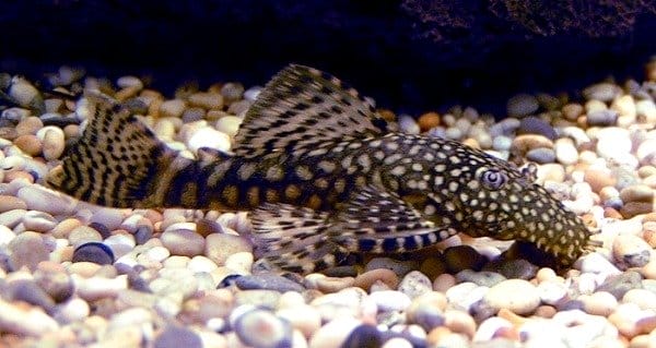 ancistrus cirrhous health
