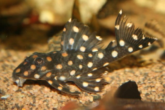 Setting Up the Perfect Environment