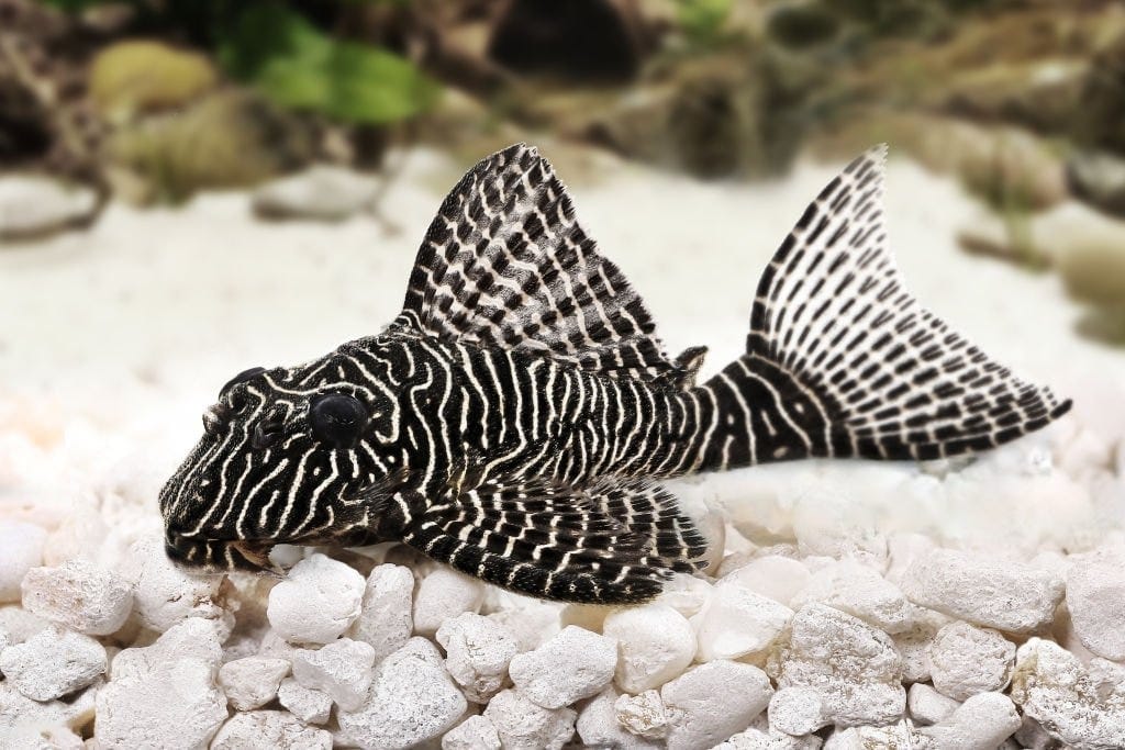 understanding zebra pleco fish