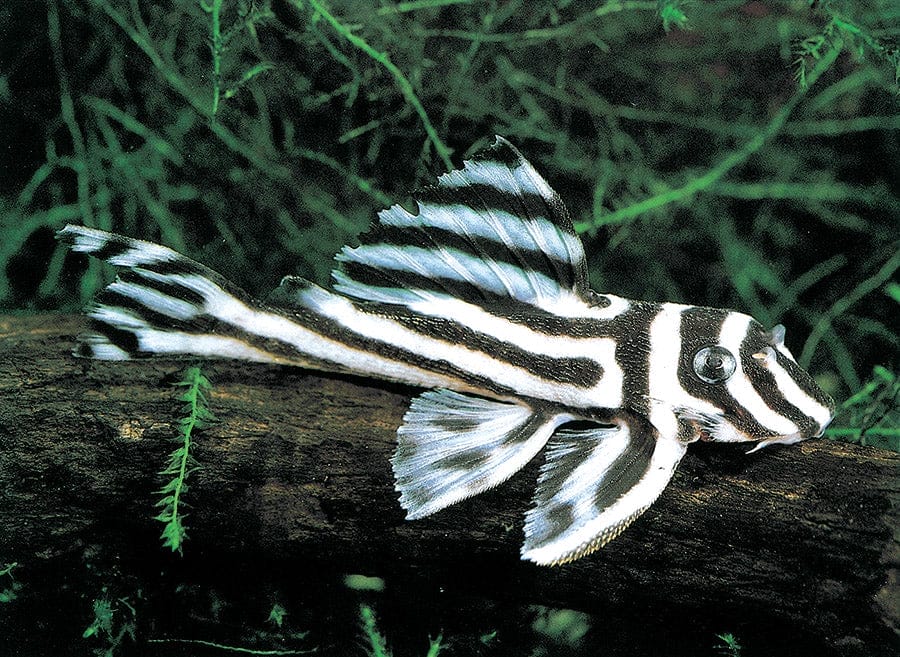 zebra pleco diet