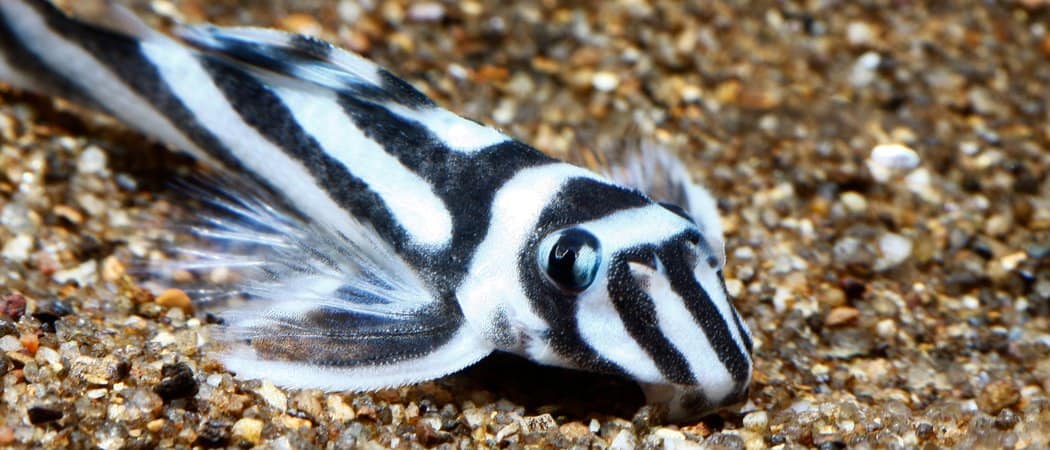 Discovering the Beauty of Zebra Pleco Fish Species