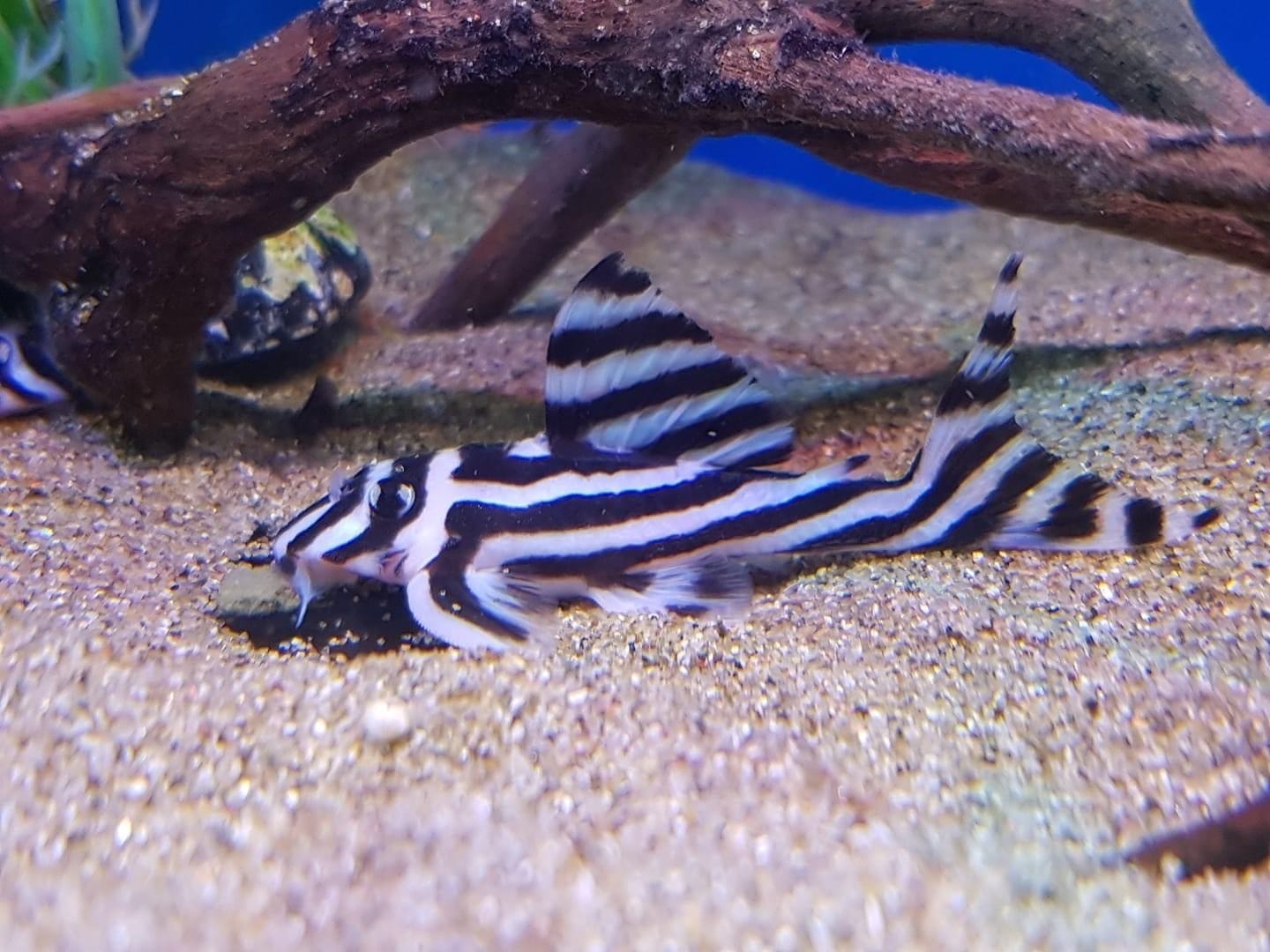 Challenges in Keeping Zebra Pleco