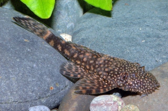 setting ancistrus cirrhous tank