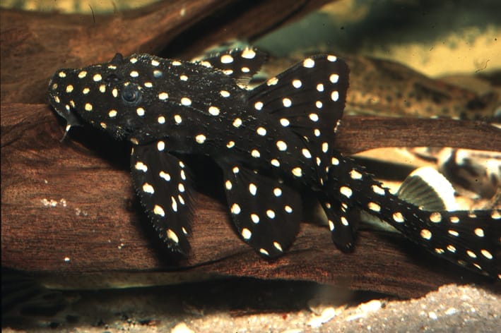 Understanding Your Adonis Pleco