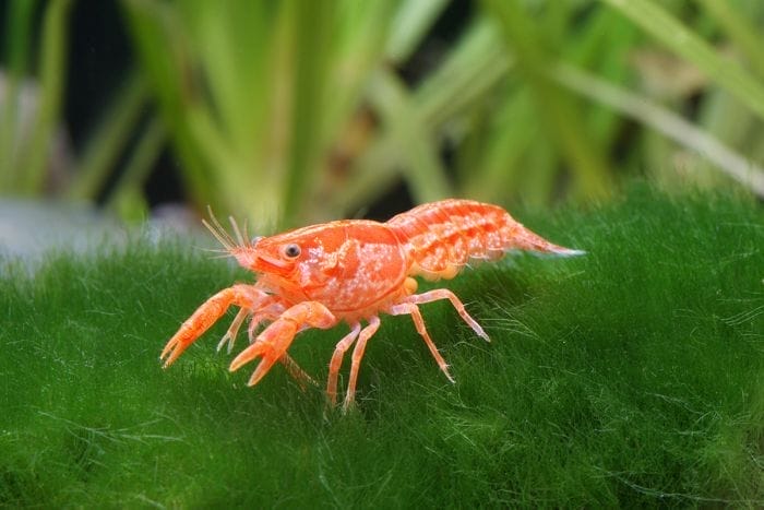 Dwarf Mexican Orange Crayfish