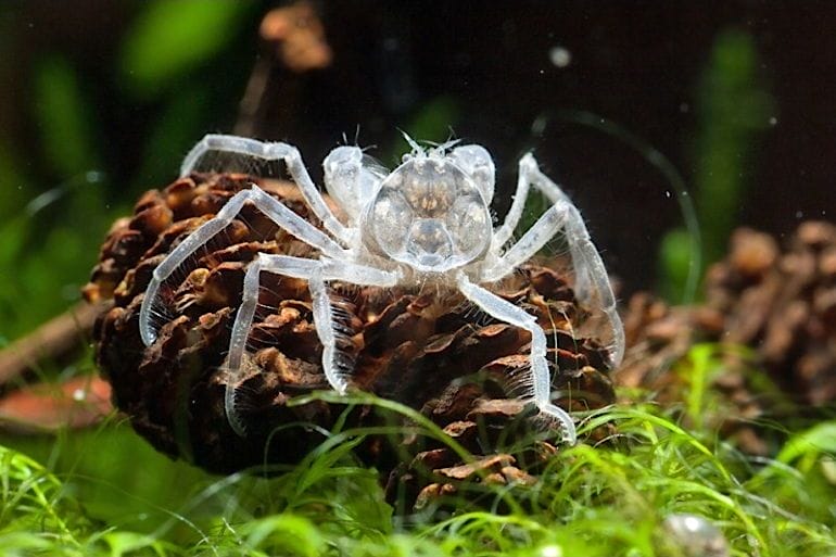 Thai Micro Crab