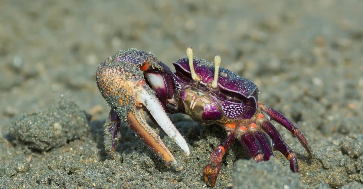 freshwater crabs aquarium Fiddler Crab
