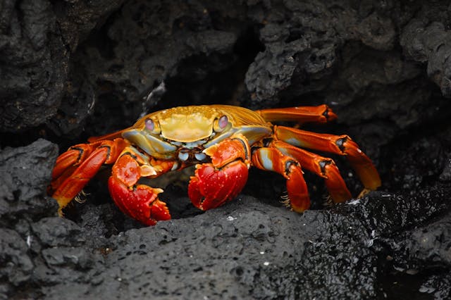 freshwater crabs aquarium