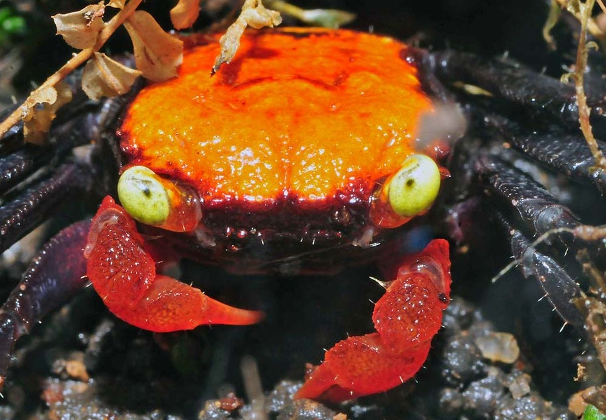 vampire crab