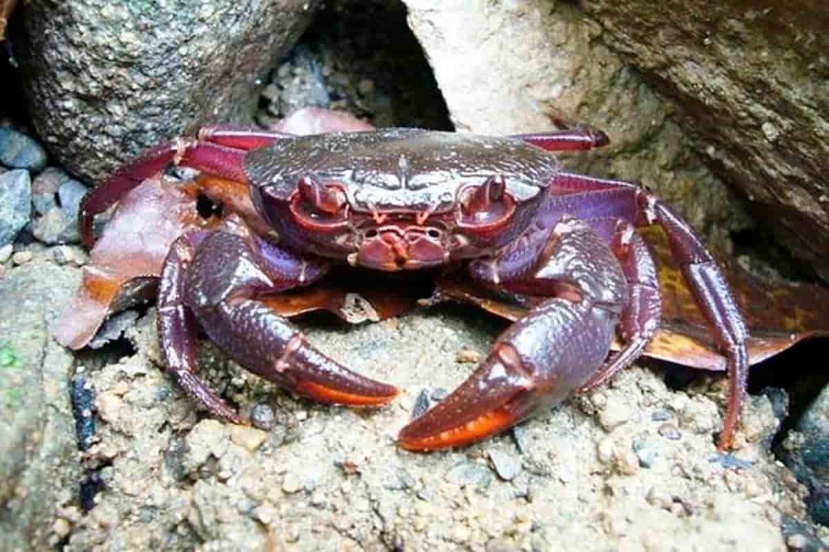 Matano Crab