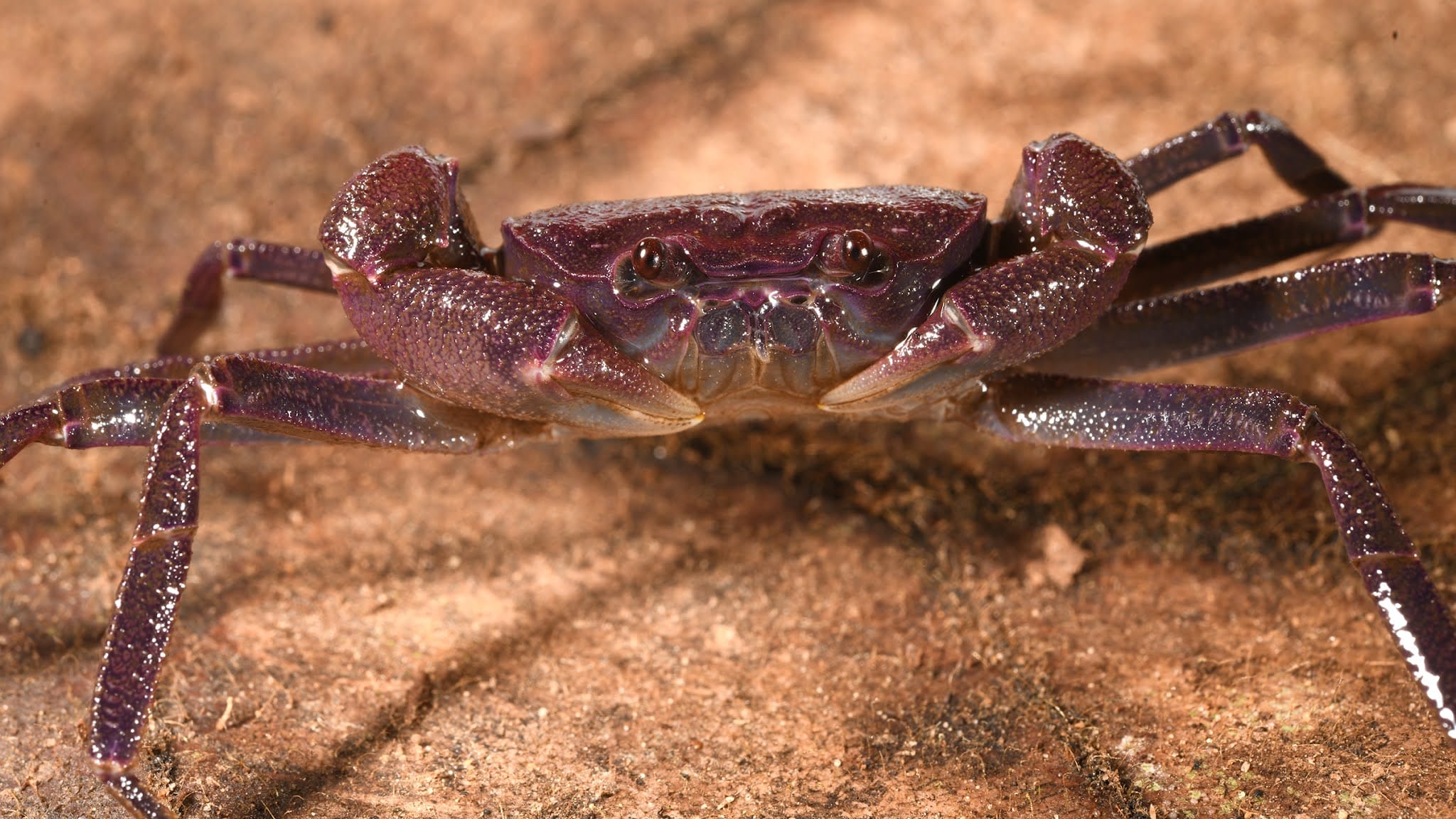 Gecarcinucoidea