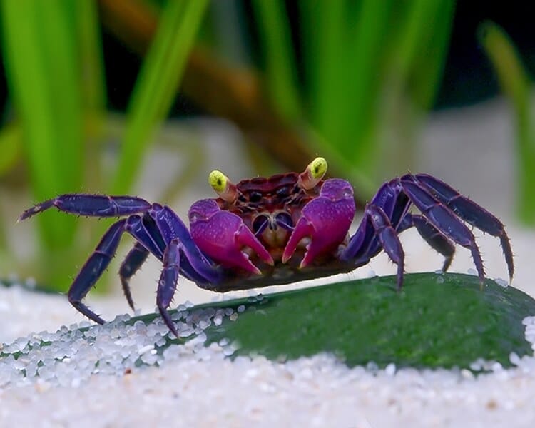 Understanding Fiddler Crabs