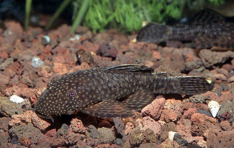 ancistrus cirrhous behavior