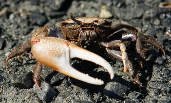 fiddler crab behavior