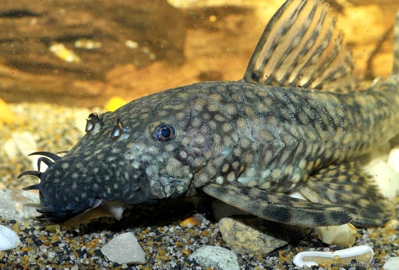 ancistrus cirrhous diet