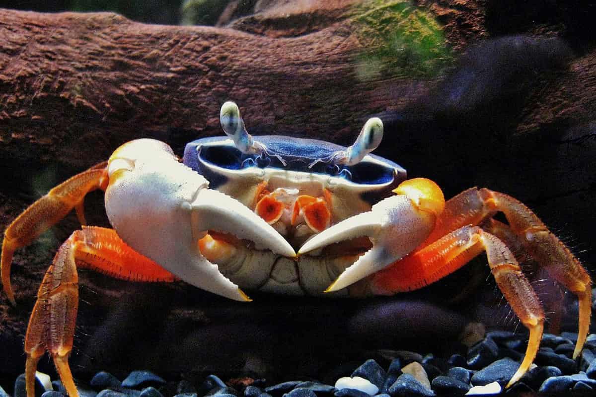 Understanding Rainbow Crabs