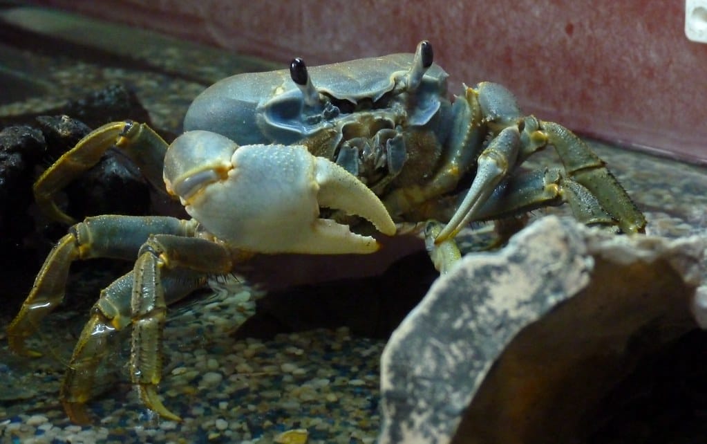 Nutritional Needs of Rainbow Crabs