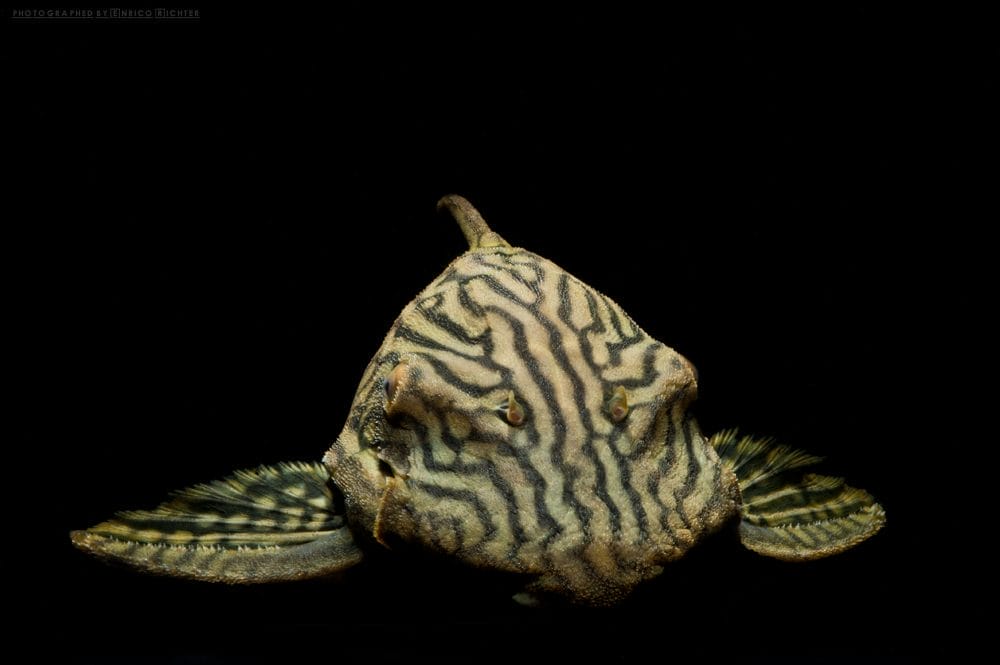 Ultimate Guide to Panaque Nigrolineatus Care