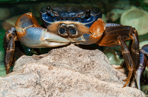 Rainbow Crab