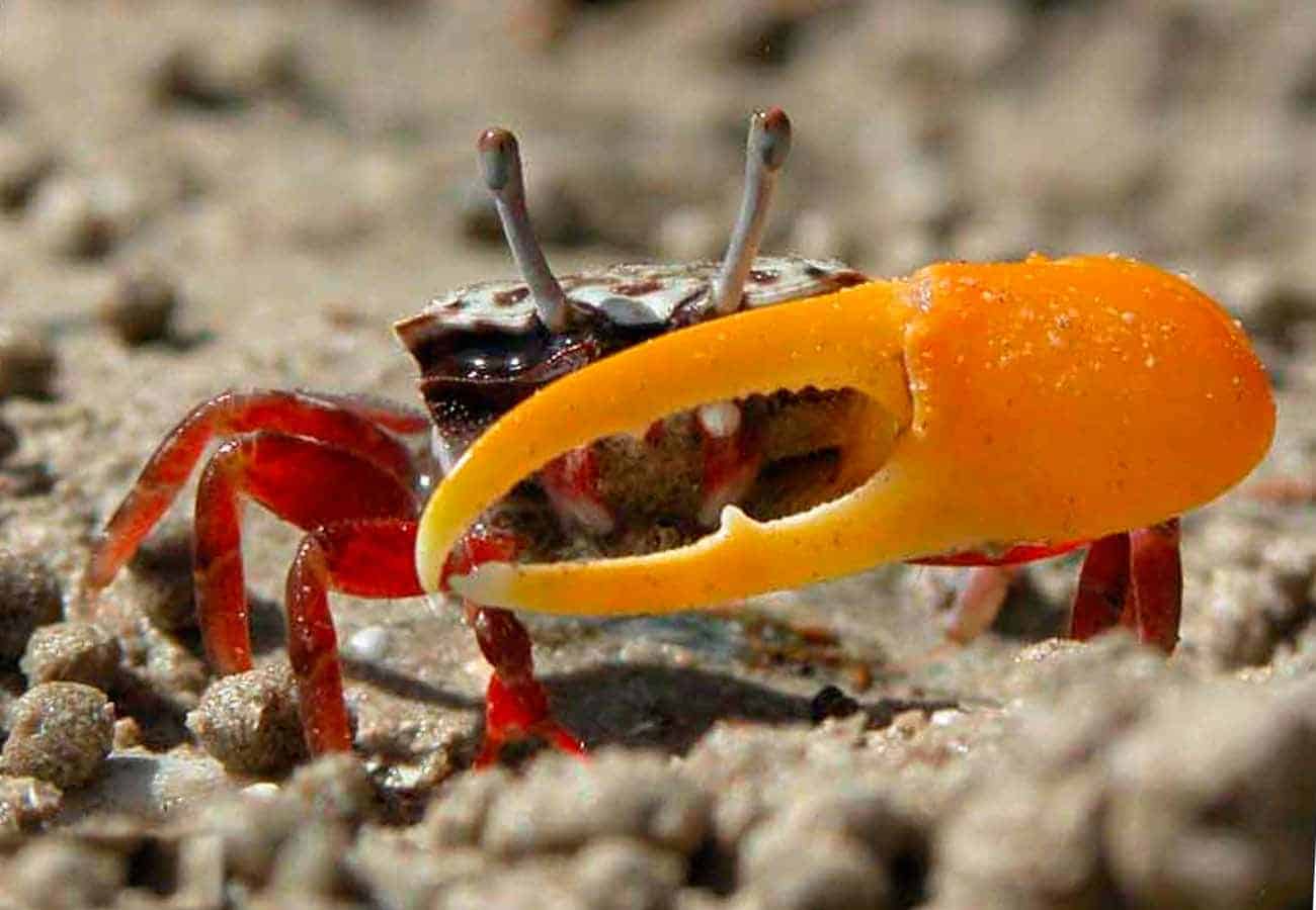 Discover the Fascinating World of Fiddler Crabs