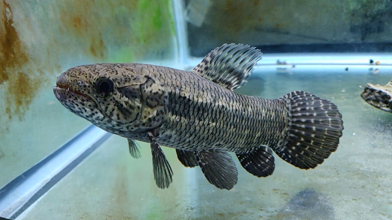 Top Most Aggressive Freshwater Fish for Your Aquarium 