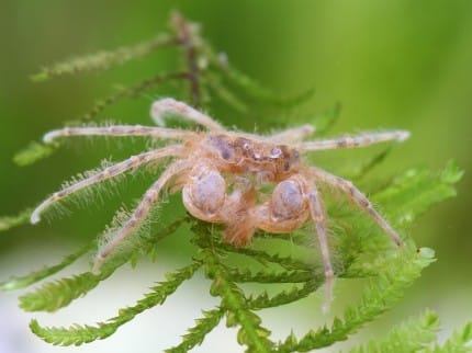 All About Thai Micro Crabs – A Complete Guide