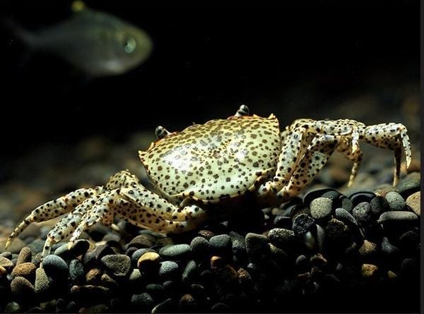 Panther Crab Care Guide: Expert Tips for Success